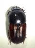 Coprimorphus scrutator